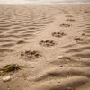 Phoques en Baie de Somme : où les observer sans les déranger en mai