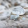 Oiseaux de la baie de Somme : un voyage ornithologique au grand air